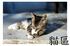 http://imagesl.fotop.net/albums2/swh0626/Logo/cats00000.jpg